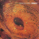 Catherine Wheel - Ferment Catherine Wheel - Ferment