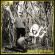Selofan - Animal Metality Selofan - Animal Metality