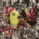 Dead Meadow - Warble Womb (2 Lp Vinyl) Dead Meadow - Warble Womb (2 Lp Vinyl)