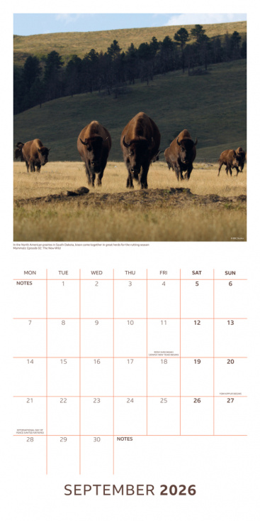 Bbc Earth  - 2026 Square Calendar