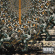 V Don & Willie The Kid - Catch Me If You Can V Don & Willie The Kid - Catch Me If You Can