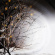 Winterlight - Winterlight Winterlight - Winterlight