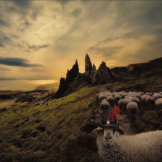 Franck Carducci - Sheeple - Cd Edition