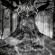 Unleashed - As Yggdrasil Trembles (Merged Vinyl) Unleashed - As Yggdrasil Trembles (Merged Vinyl)