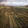 Microdisney - Clock Comes Down The Stairs Microdisney - Clock Comes Down The Stairs