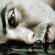 Hawksley Workman - Los Manlicious Hawksley Workman - Los Manlicious